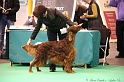 Crufts2011 857